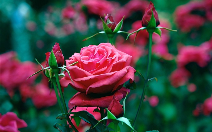 Красные розы цветы в саду обои,s изображение