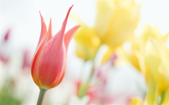 Красный тюльпан, боке обои,s изображение
