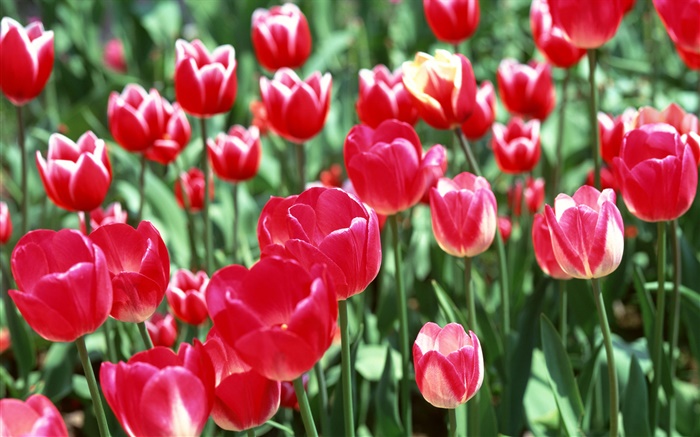 Красные тюльпан цветы крупным планом обои,s изображение
