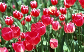 Красные тюльпан цветы крупным планом HD обои