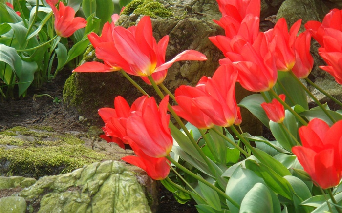 Красный тюльпан цветы сбоку поля обои,s изображение