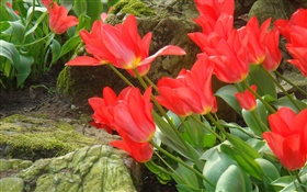 Красный тюльпан цветы сбоку поля