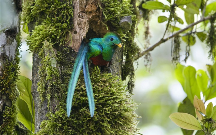 Квезаль, из гнезда, синий перо птицы, Коста-Рика обои,s изображение