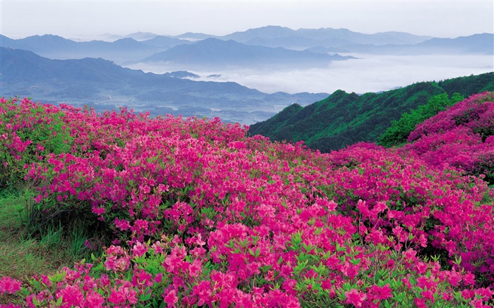 Рододендрон цветы на склоне холма обои,s изображение