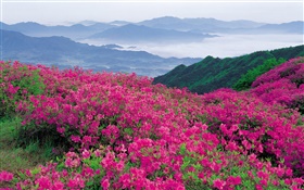 Рододендрон цветы на склоне холма HD обои