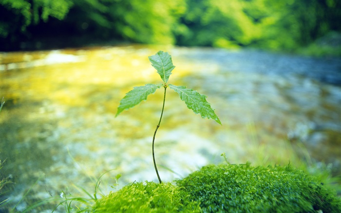 Река, деревья бутон, весна обои,s изображение