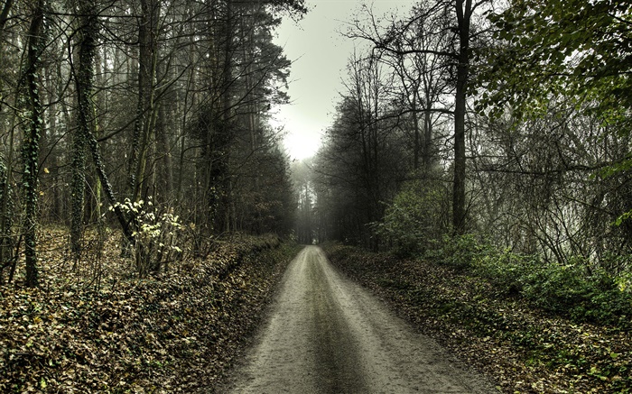 Дорога, деревья, туман, рассвет обои,s изображение