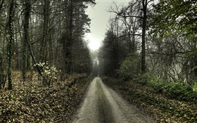 Дорога, деревья, туман, рассвет