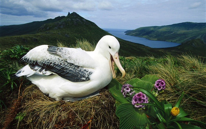 Королевский Альбатрос, гнездо, Кэмпбелл остров, Новая Зеландия обои,s изображение