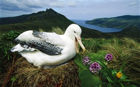 Королевский Альбатрос, гнездо, Кэмпбелл остров, Новая Зеландия HD обои