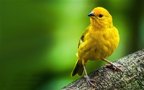 Шафран зяблик, желтый перо птицы HD обои
