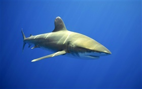 Морские акулы HD обои
