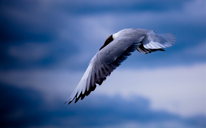 Чайка летит, голубое небо обои,s изображение