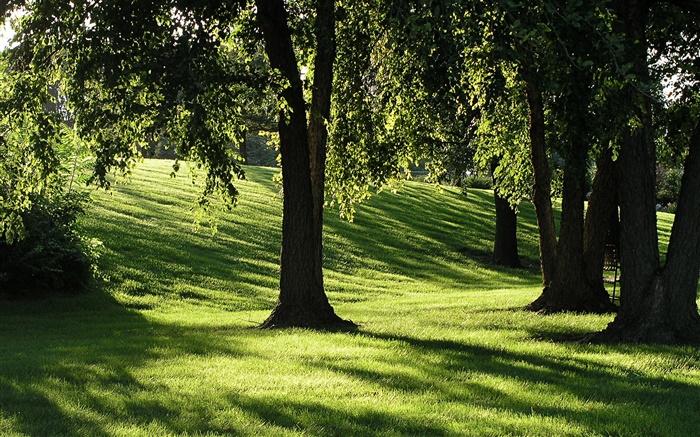 Тени, трава, деревья, солнечные лучи обои,s изображение