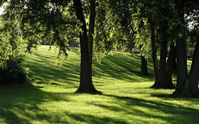 Тени, трава, деревья, солнечные лучи HD обои