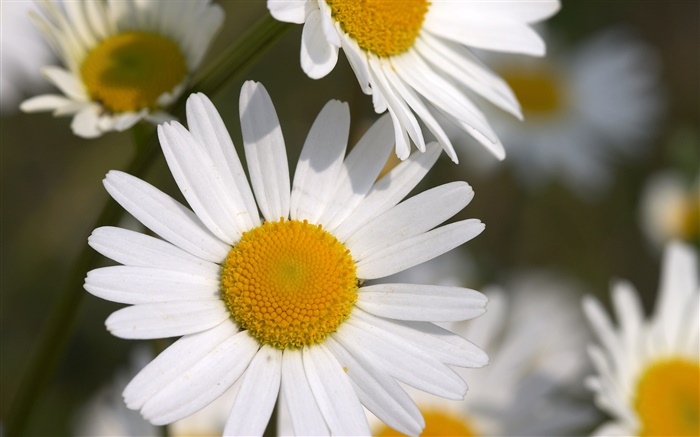 Маленькие белые хризантемы обои,s изображение