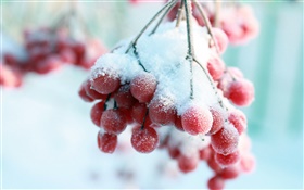 Снег, красные ягоды HD обои