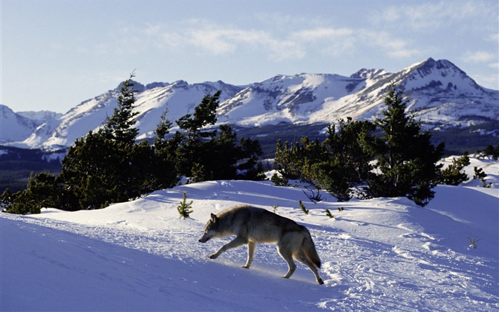 Снег волк обои,s изображение