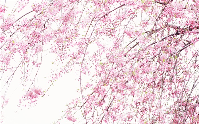 Весенние красивые цветы, розовый вишни обои,s изображение