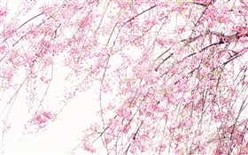 Весенние красивые цветы, розовый вишни HD обои