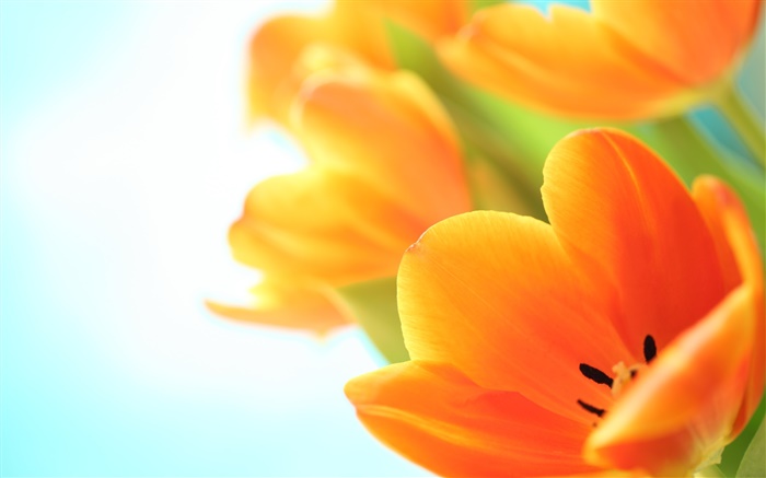 Весенние цветы, тюльпаны оранжевые обои,s изображение