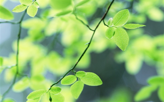 Весна, зеленые листья обои,s изображение