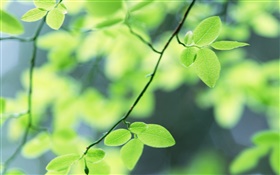 Весна, зеленые листья HD обои