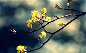 Весна, ветки, свежие листья, боке HD обои