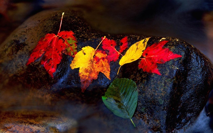 Камни, желтые листья, ручей, осень обои,s изображение