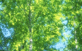 Лето березовый лес, солнце, размыты HD обои