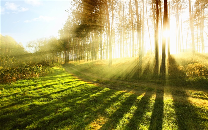 Лето лес, деревья, трава, солнечные лучи обои,s изображение