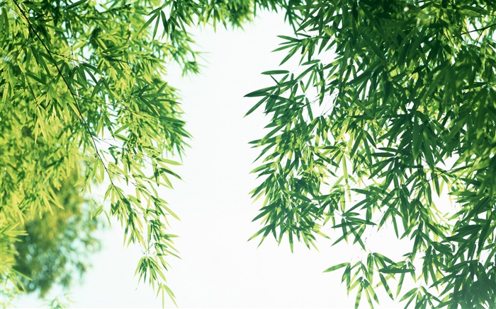Летние свежие листья бамбука обои,s изображение