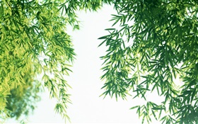Летние свежие листья бамбука HD обои