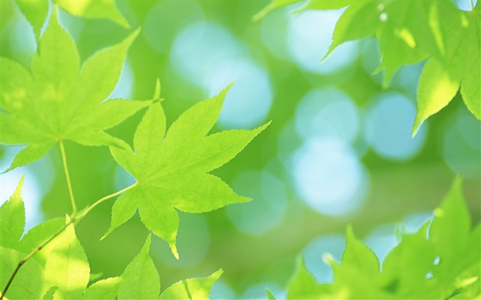 Лето, зеленый кленовые листья обои,s изображение