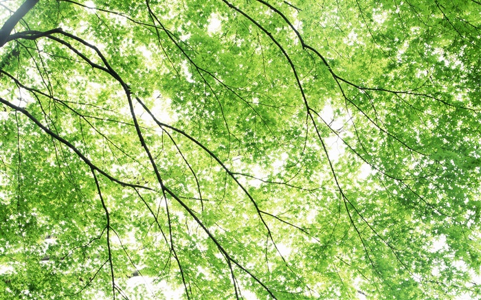 Лето, клены, зеленые, солнечные лучи обои,s изображение