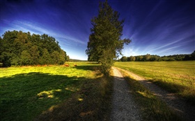 Солнце лучи, путь, деревья, лошадь, трава, голубое небо HD обои