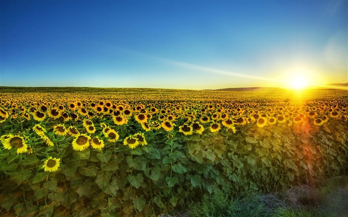 Подсолнечник в полном расцвете, солнце, поле обои,s изображение