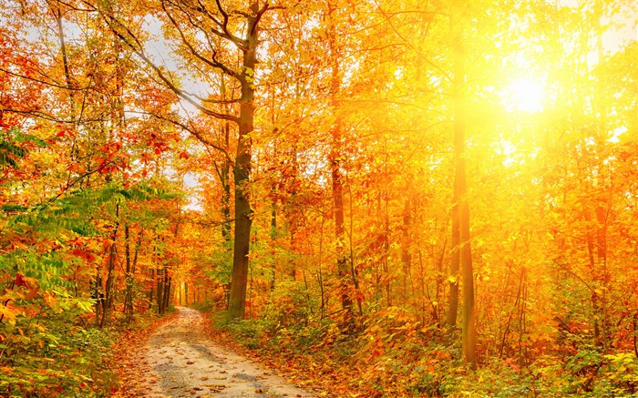 Солнце, деревья, лес, осень, путь обои,s изображение