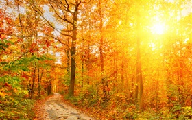 Солнце, деревья, лес, осень, путь