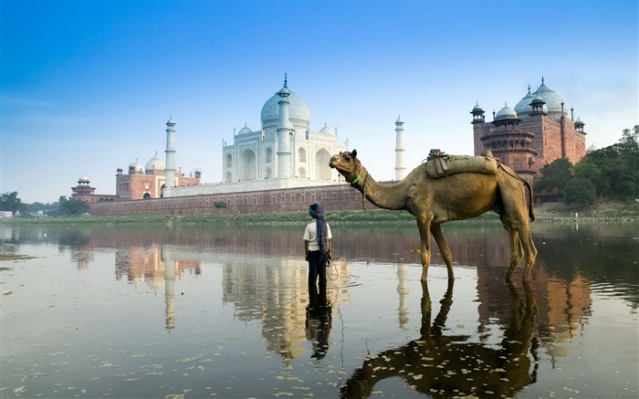 Тадж-Махал, Индия, верблюда обои,s изображение