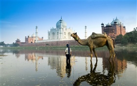 Тадж-Махал, Индия, верблюда HD обои