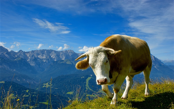 Горы быков обои,s изображение