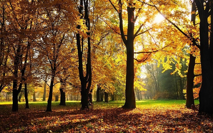 Деревья, осень, красные листья, солнечные лучи обои,s изображение