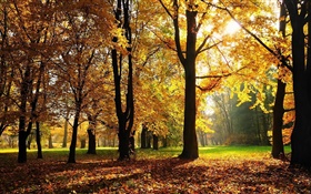 Деревья, осень, красные листья, солнечные лучи HD обои