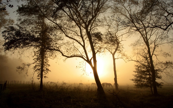 Деревья, лошадь, утром, туман, восход солнца обои,s изображение