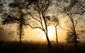 Деревья, лошадь, утром, туман, восход солнца