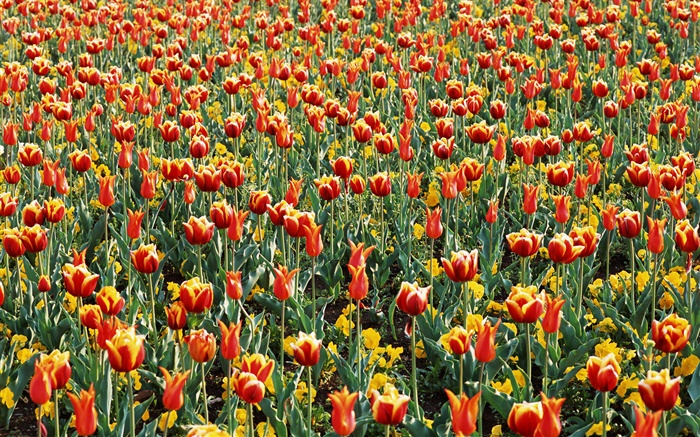 Тюльпан поле, много тюльпанов обои,s изображение