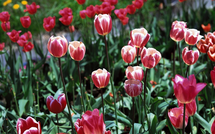 Тюльпан цветы крупным планом, поле обои,s изображение