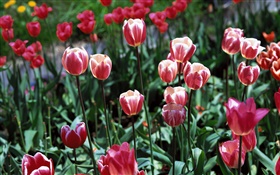 Тюльпан цветы крупным планом, поле HD обои