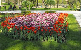 тюльпан цветы в парке